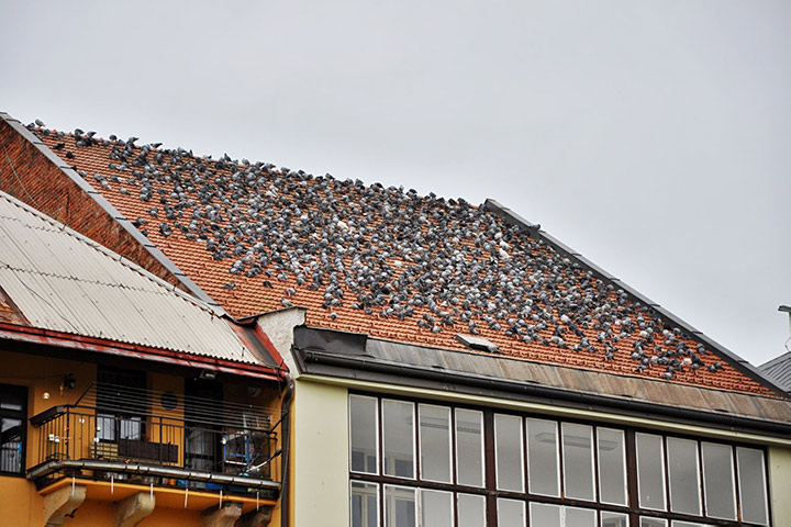 A2B Pest Control are able to install spikes to deter birds from roofs in Leyton. 