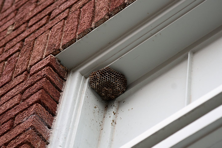 We provide a wasp nest removal service for domestic and commercial properties in Leyton.